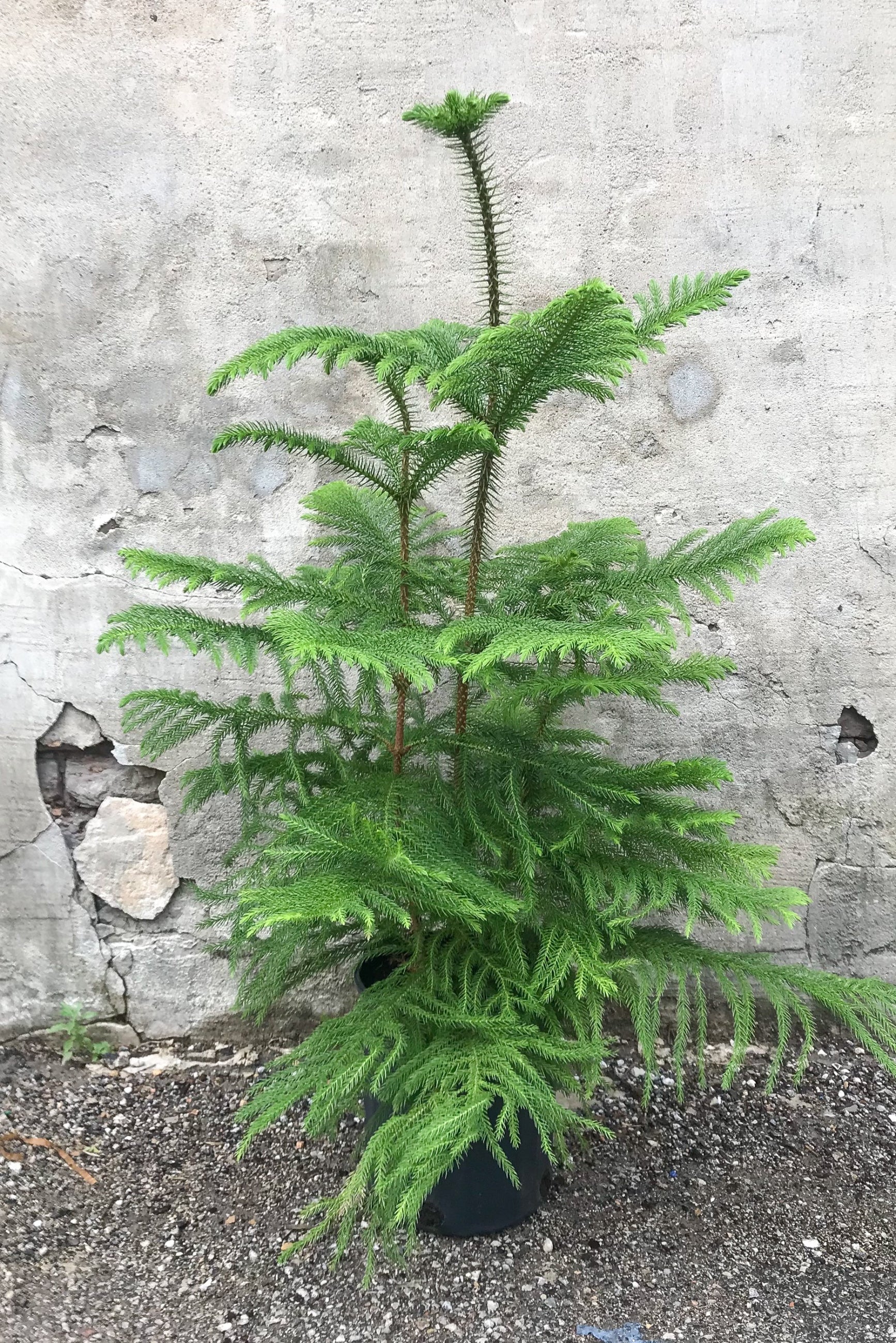 Norfolk Pine tree in a 8" growers pot against a concrete wall ©Sprout Home