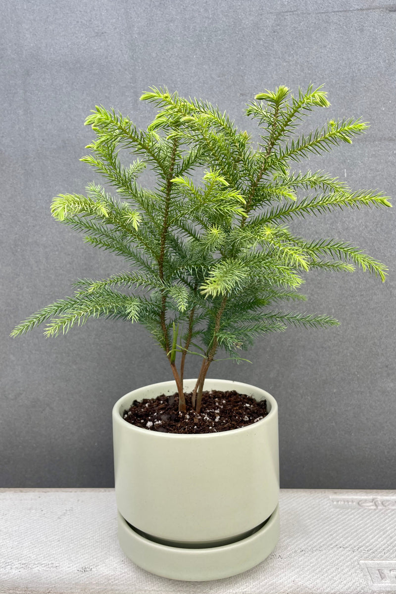 Photo of soft green foliage of Norfolk Pine in mint glaze stoneware planter against gray wall.