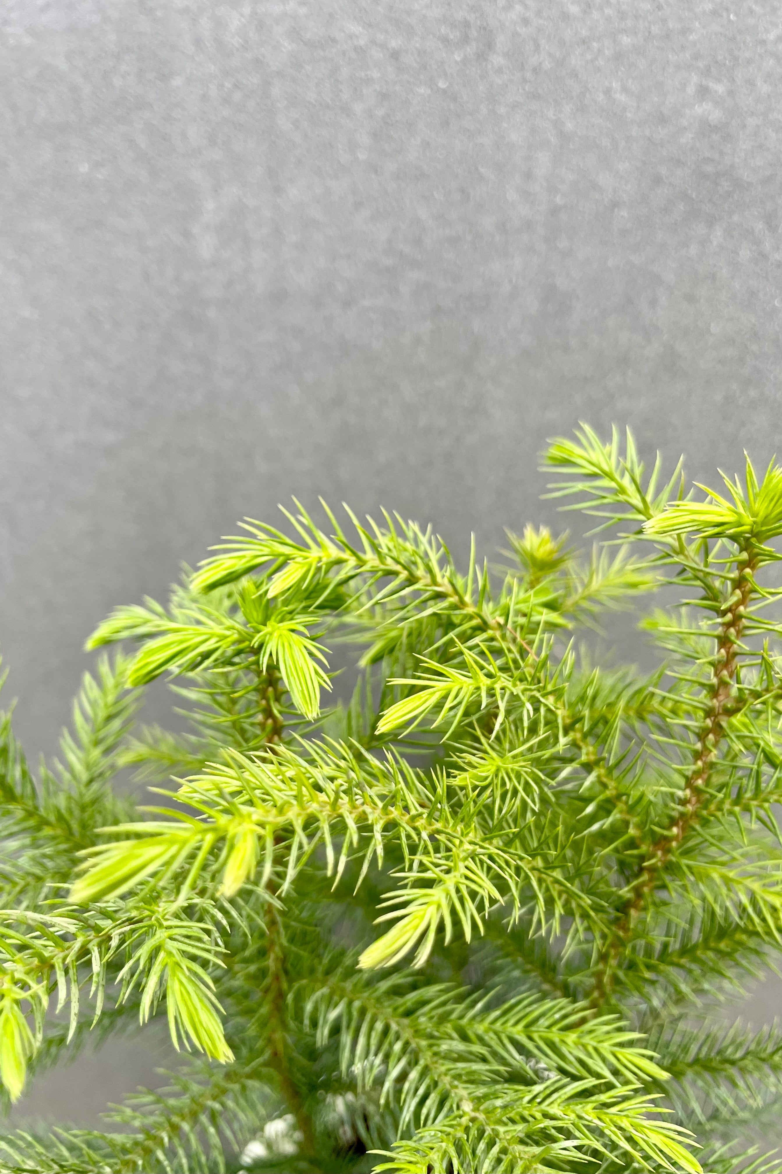 Close photo of fine green leaves of Norfolk Pine looking down.