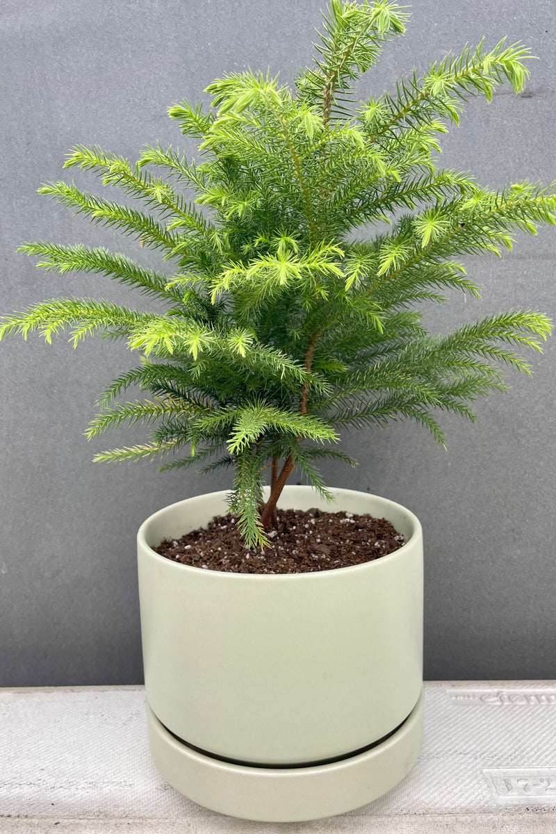 Photo of soft green foliage of Norfolk Pine in mint glaze stoneware planter against gray wall.
