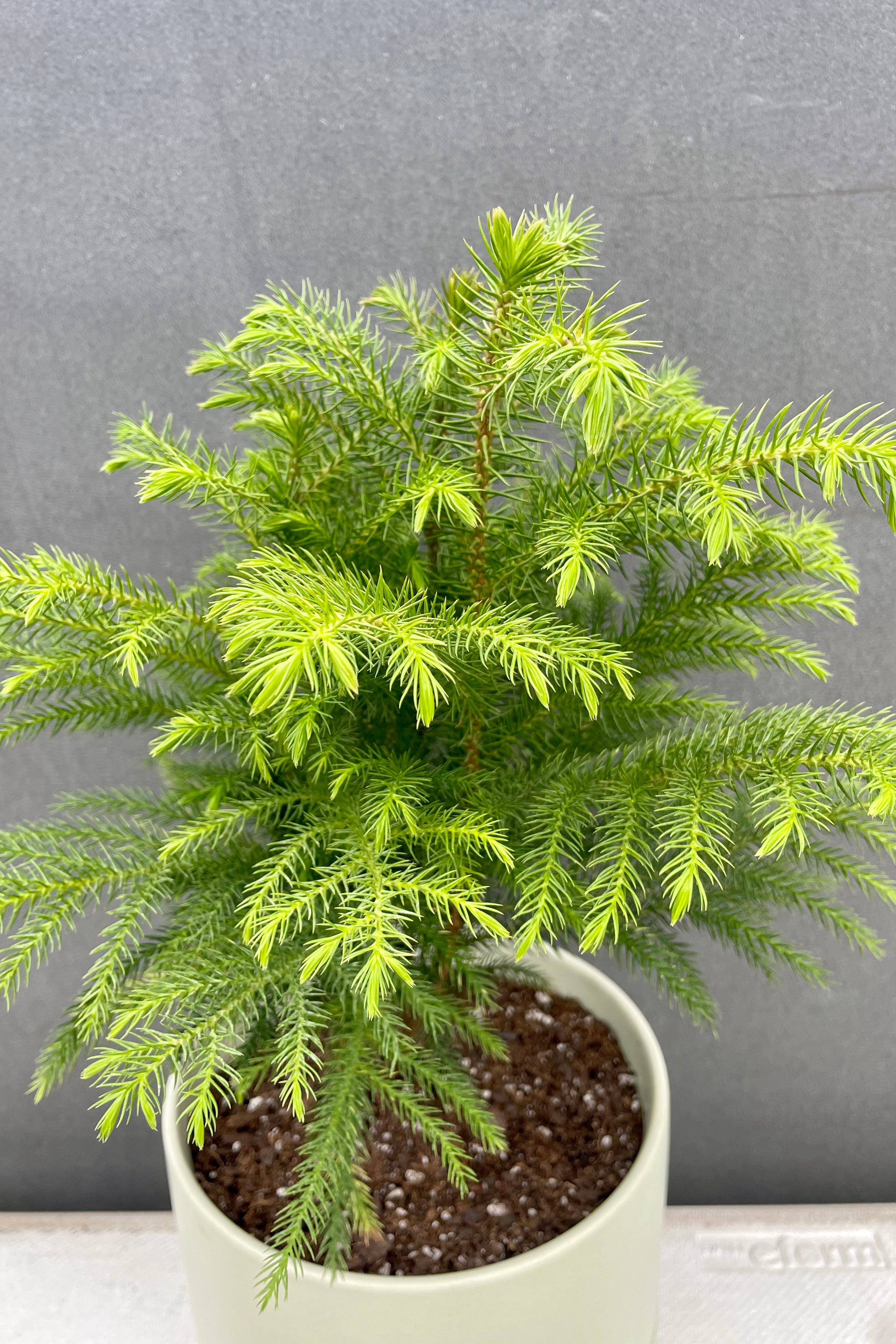 Close photo of fine green leaves of Norfolk Pine looking down.