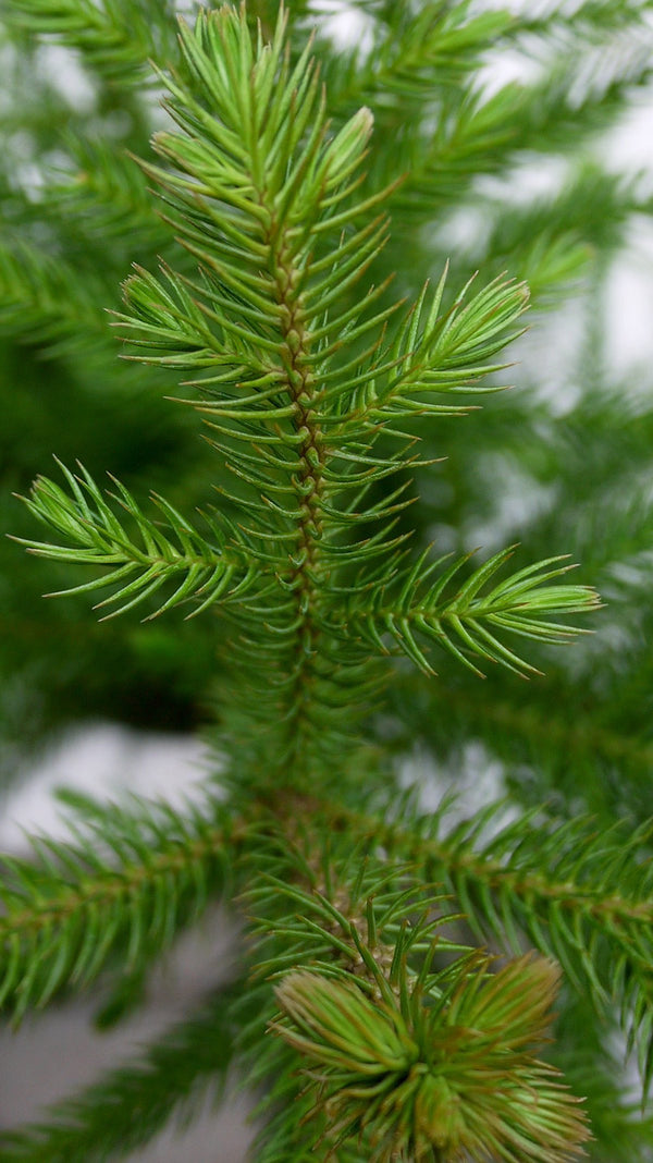 Araucaria heterophylla close up detail of the needles.