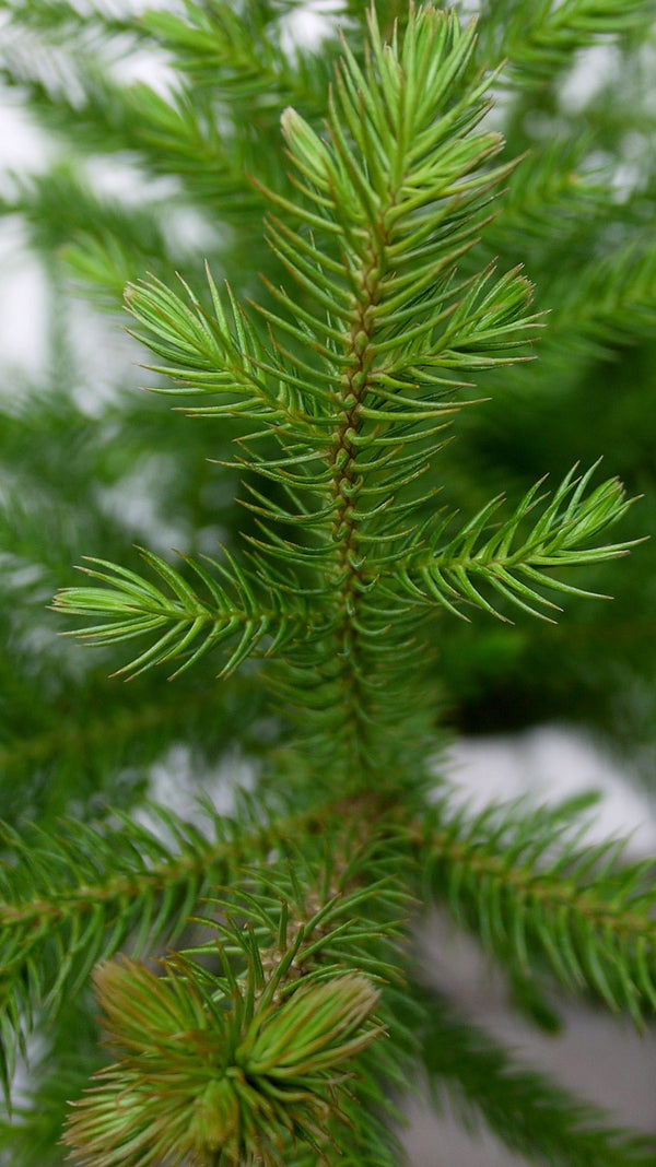 Araucaria heterophylla close up detail of the needles.