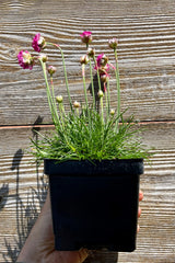 Armeria maritima 'Dusseldorf Pride' perennial in a 1 quart growers pot in bloom mid May showing the pink flowers against a wood wall at Sprout Home.