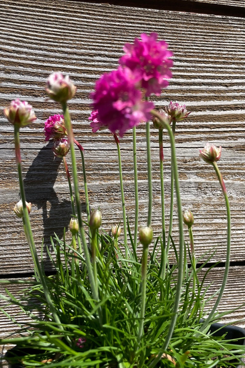Up close picture of the bright pink flowers of the Armeria "Dusseldorf Pride' in bloom during mid May against a wood fence at Sprout Home.