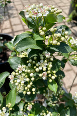 a close up picture of the buds and blooms on the Aronia melanopcarpa var. elata the middle of May in the Sprout Home yard. 
