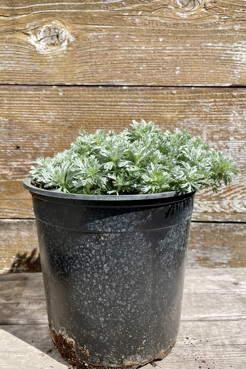 Artemisia 'Nana' in a #1 growers pot the middle of April just starting for the season. 