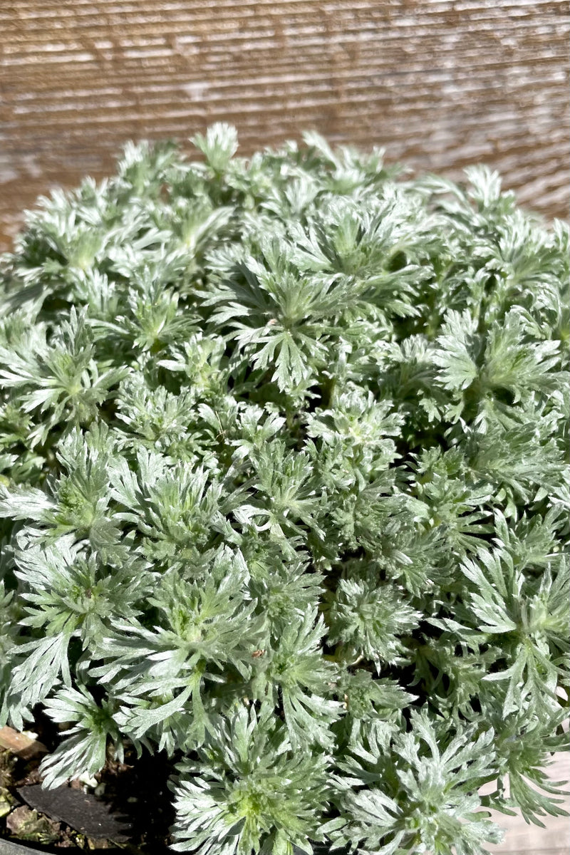 Detail of the sensory white green soft foliage of the Artemisia 'Nana' just emerging in April. 