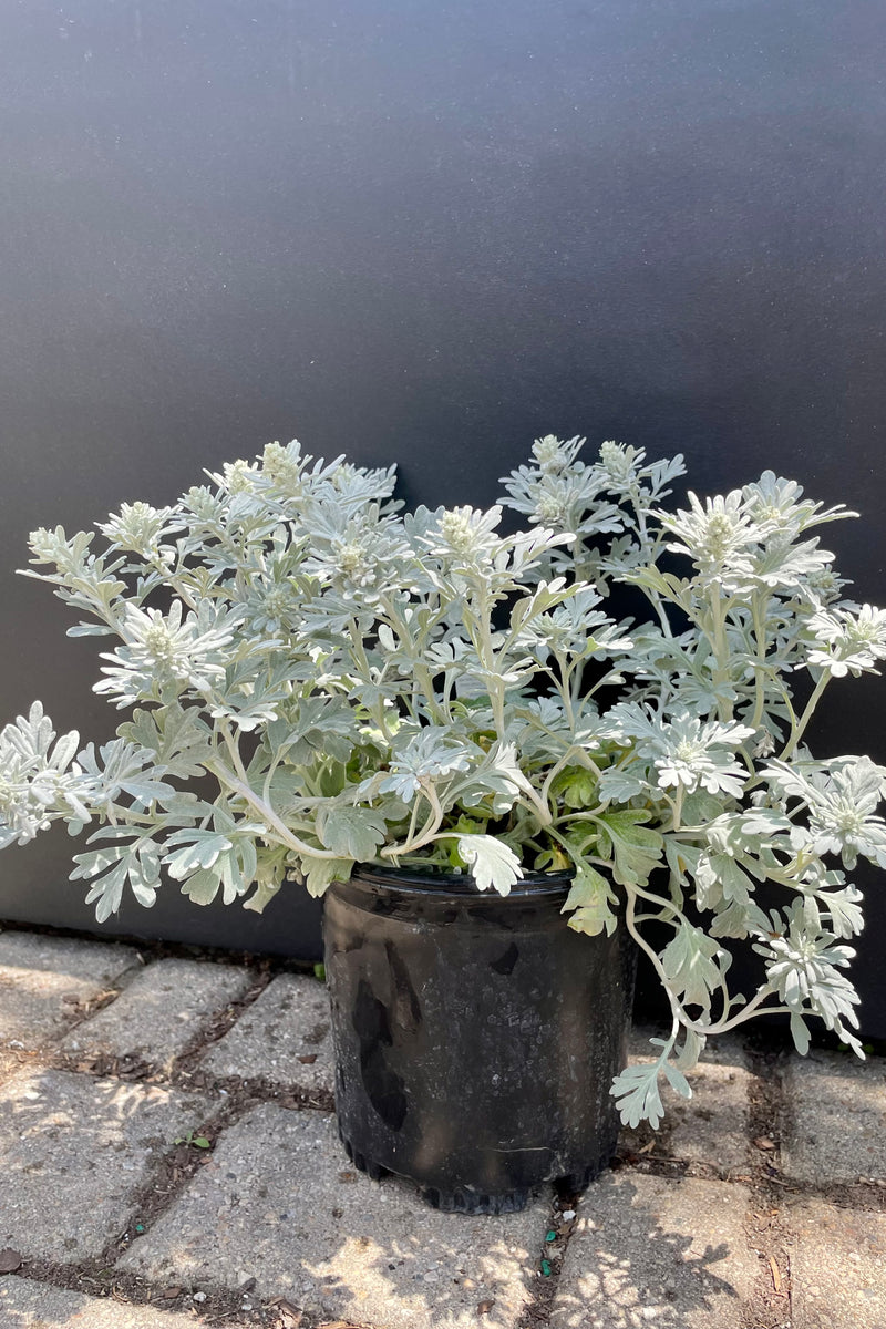 #1 container of Artemisia 'Silver Brocade' perennial at the end of may showing the soft lobed white leaves against a black backdrop at Sprout Home. 