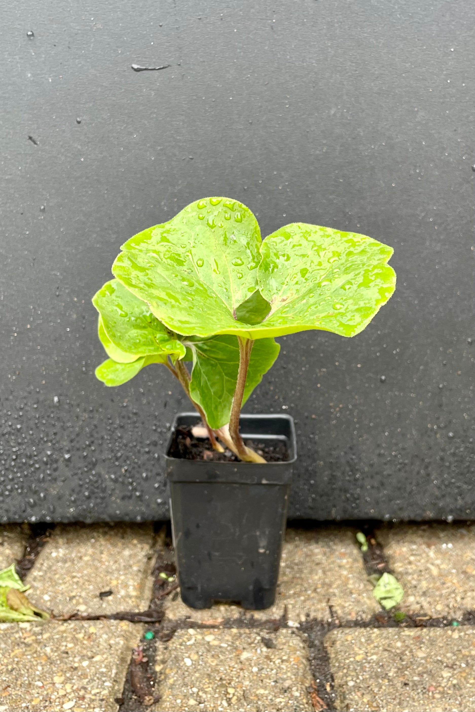 2" container of Asarum canadense ground cover in June against a black wall wooing the heart shaped green leaves at Sprout Home,