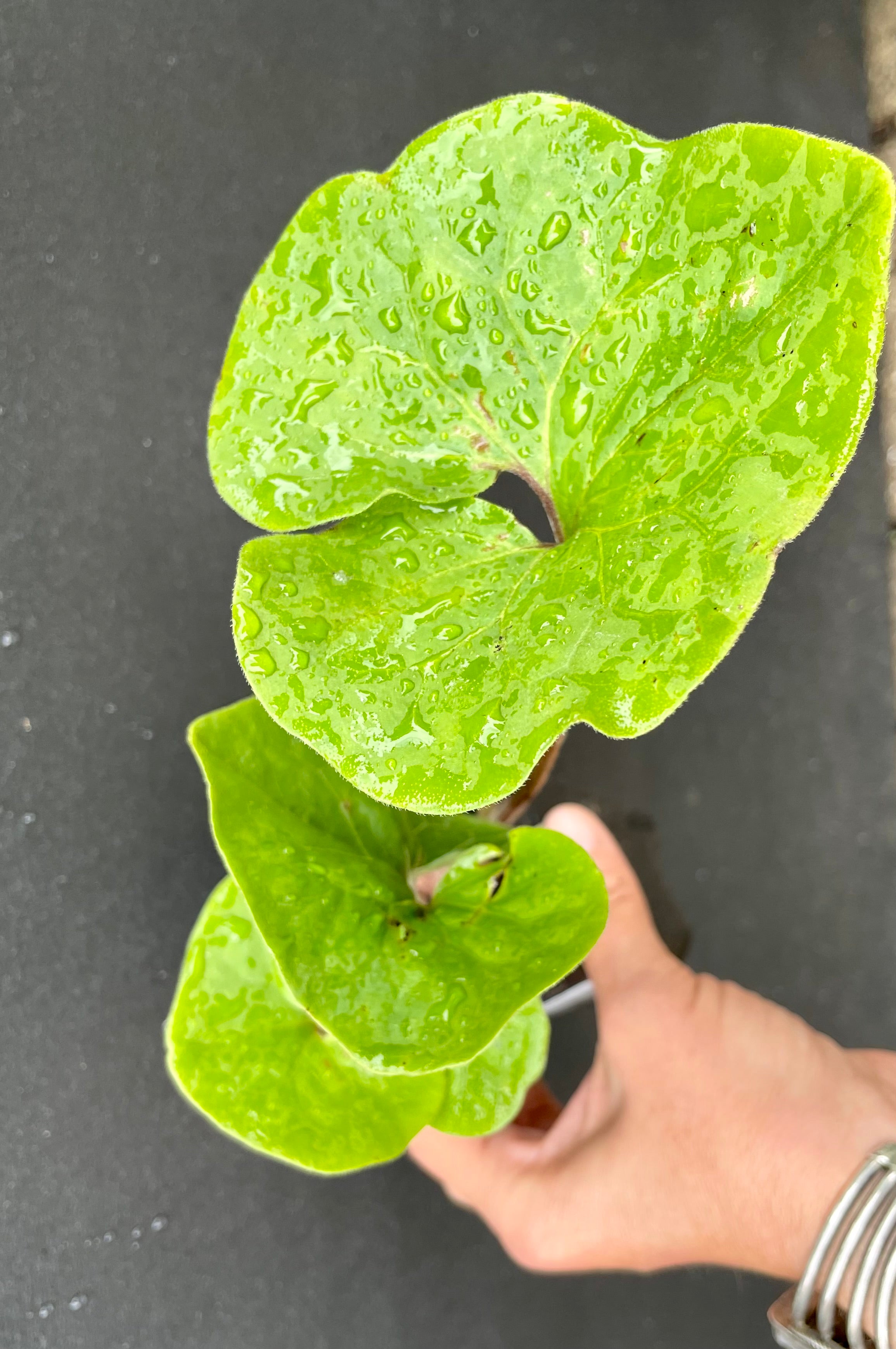 Canadian ginger ground cover being show held up against a black background and viewed from above showing the green heart shaped leaves in June at Sprout Home. 