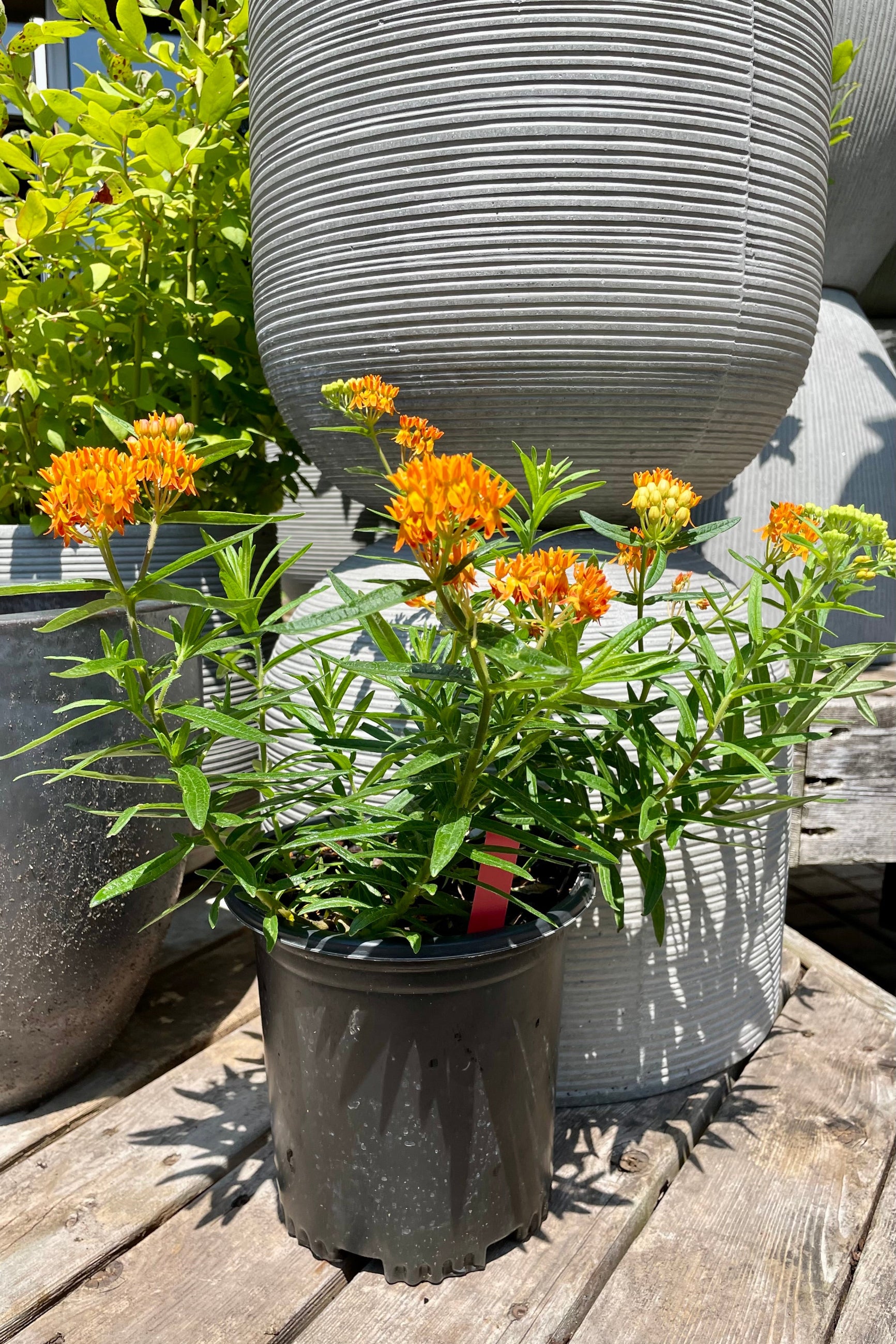 Asclepias tuberosa in a #1 pot the beginning of August with its bright orange flowers in full bloom. ©Sprout Home