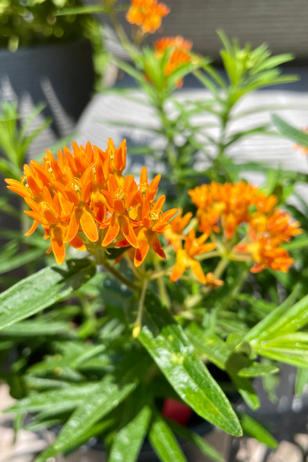 The bright orange flowers of butterfly weed the beginning of August - bring on the butterflies!!!