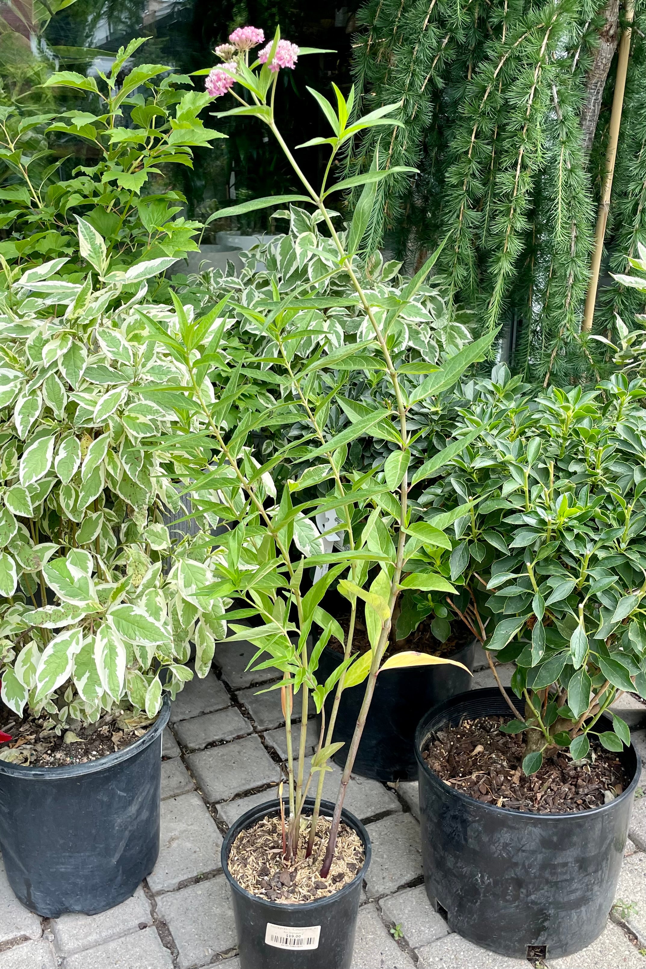 Asclepius 'Cinderella' in a #1 pot in bud and bloom showing its white and pink flowers surrounded by other plants the beginning of July at Sprout Home.