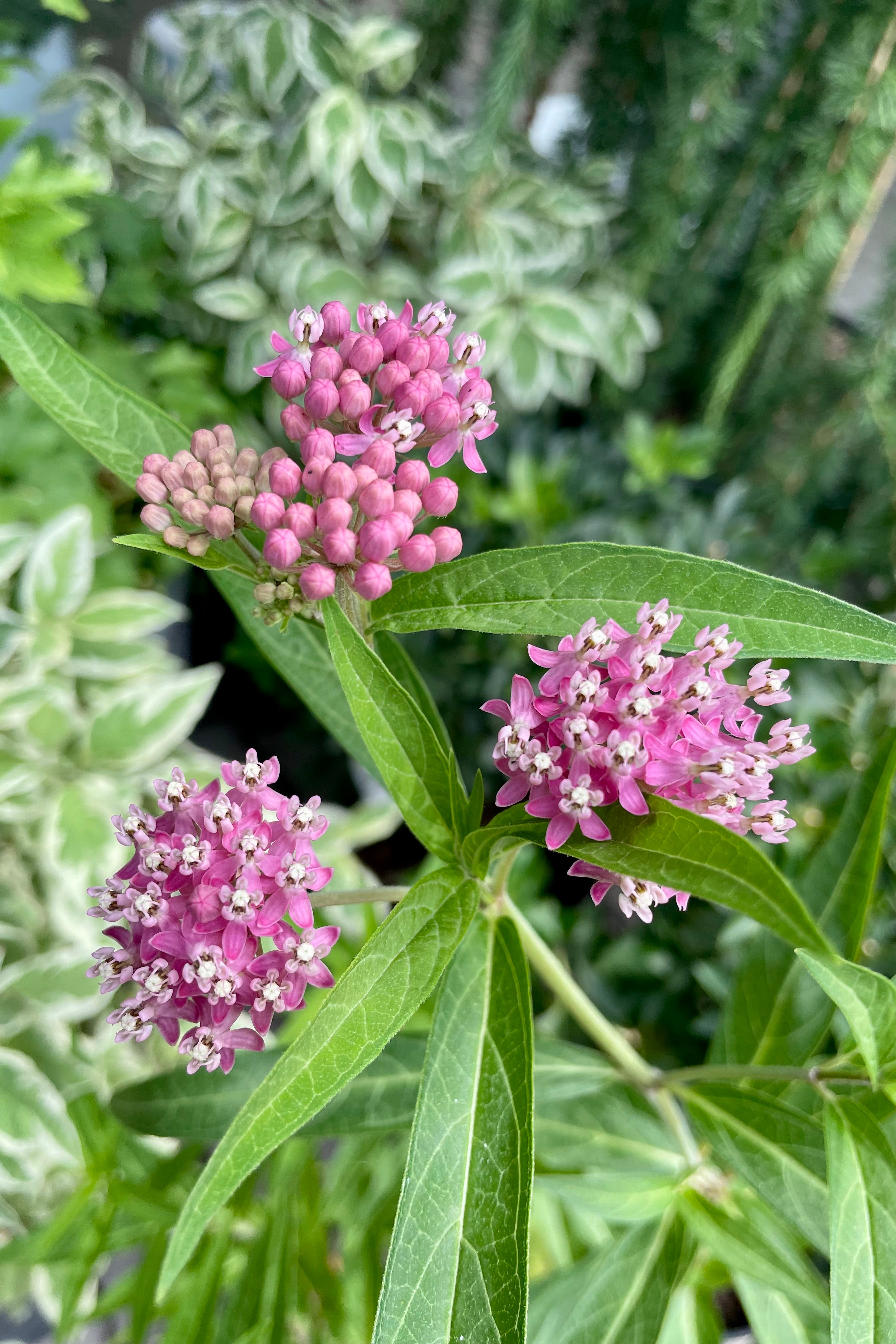 The pink and white bud and bloom of the Asclepius 'Cinderella' perennial the beginning on July at Sprout Home.