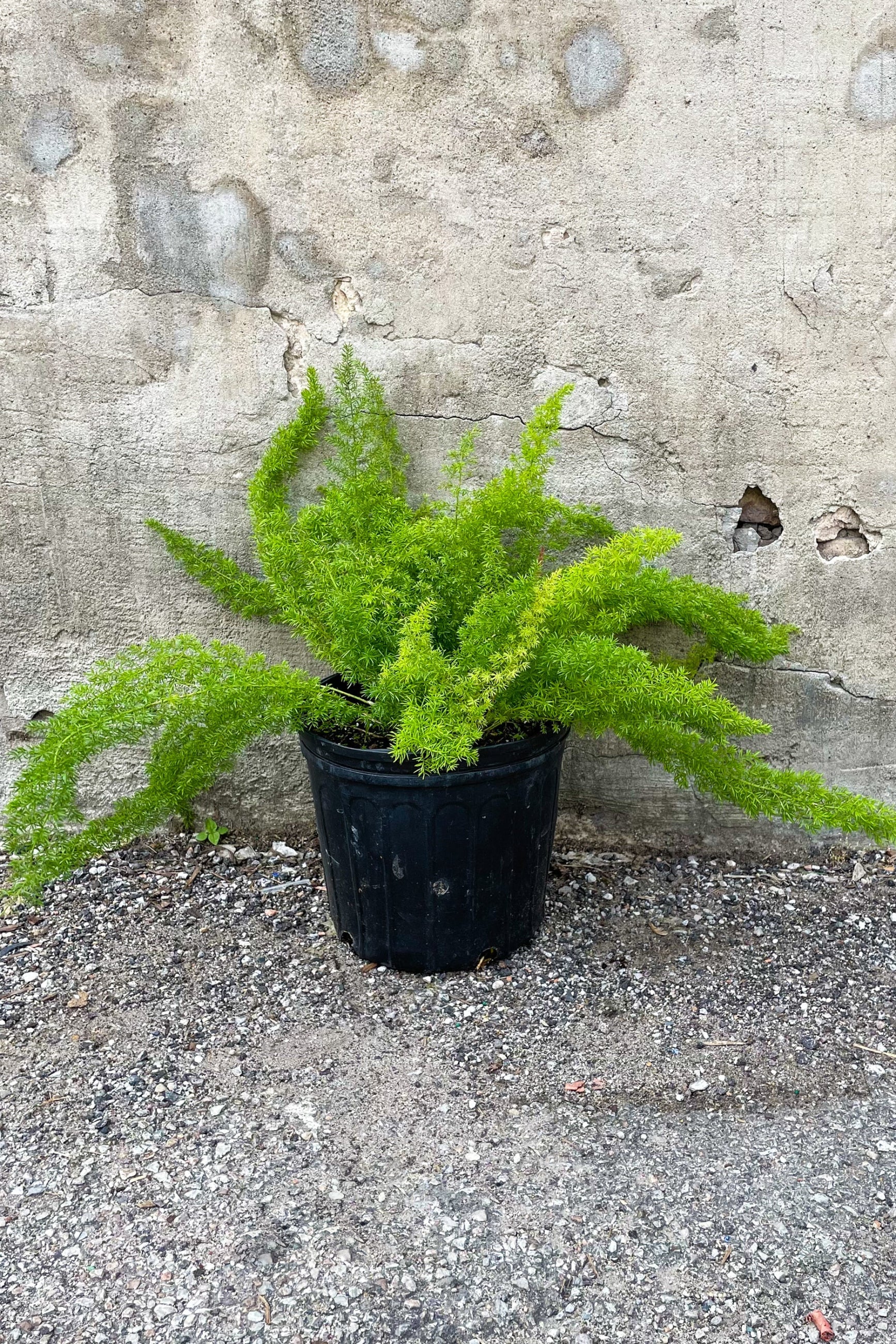 Asparagus densiflorus 'Myersii' in grow pot in front of concrete wall ©Sprout Home