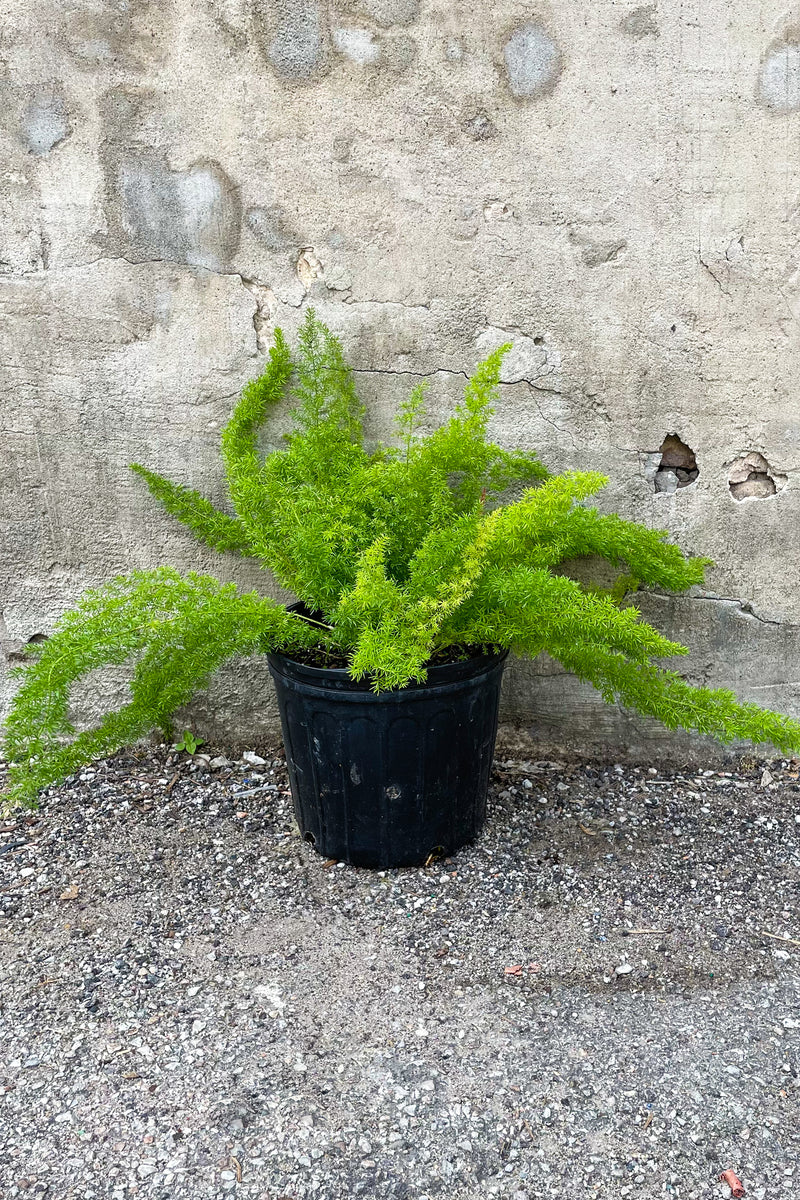 Asparagus densiflorus 'Myersii' in grow pot in front of concrete wall