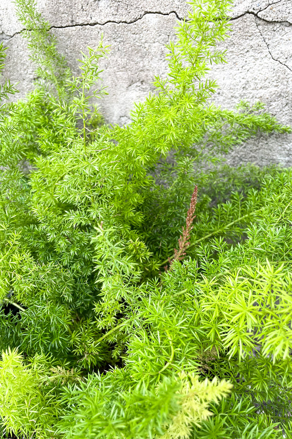 Close up of Asparagus densiflorus 'Myersii' foliage in front of concrete wall