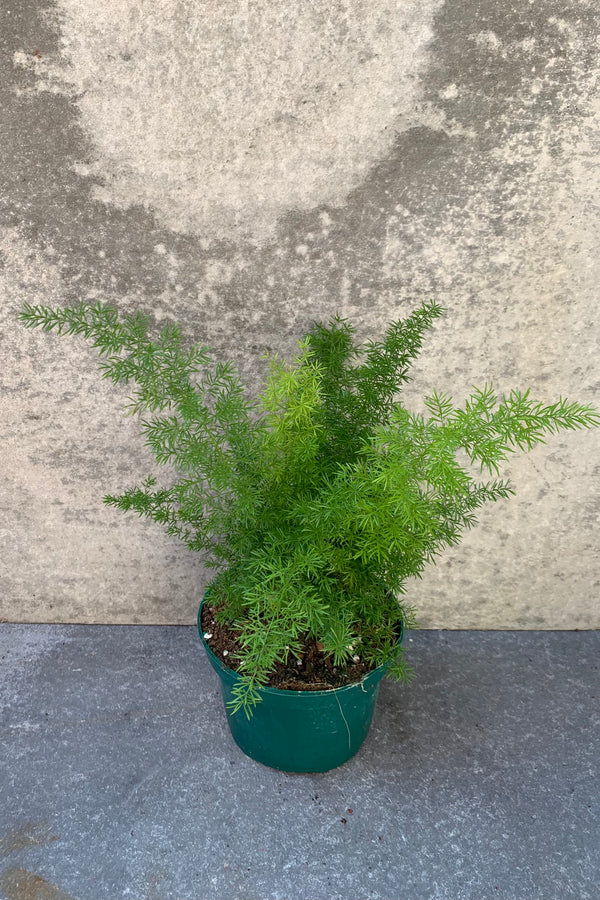 Asparagus densiflorus "Foxtail Fern" in a 6" pot. 