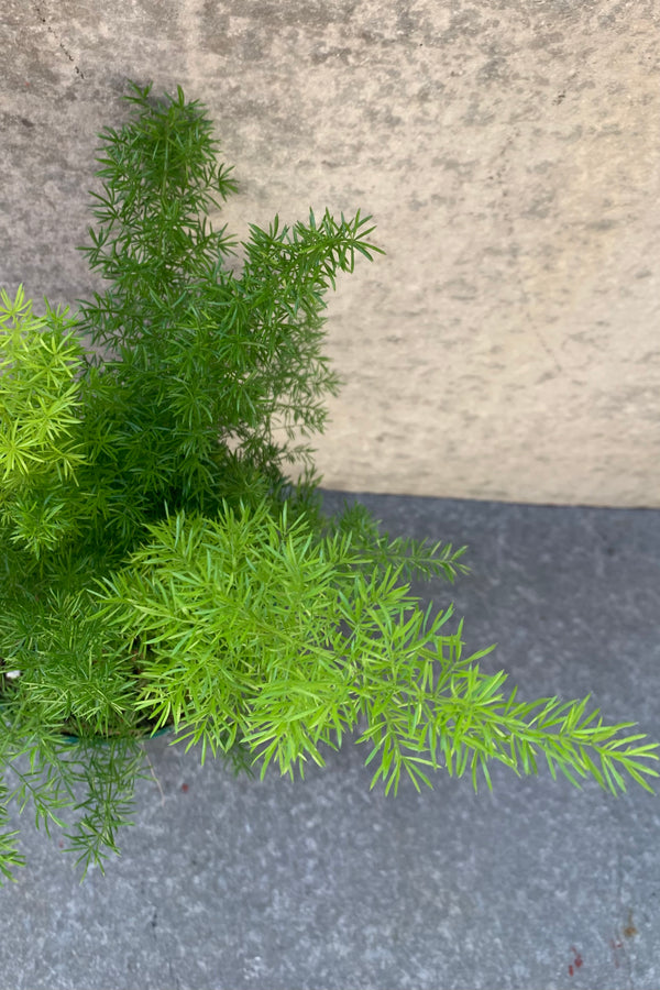 fuzzy green arms of the Foxtail Fern. 