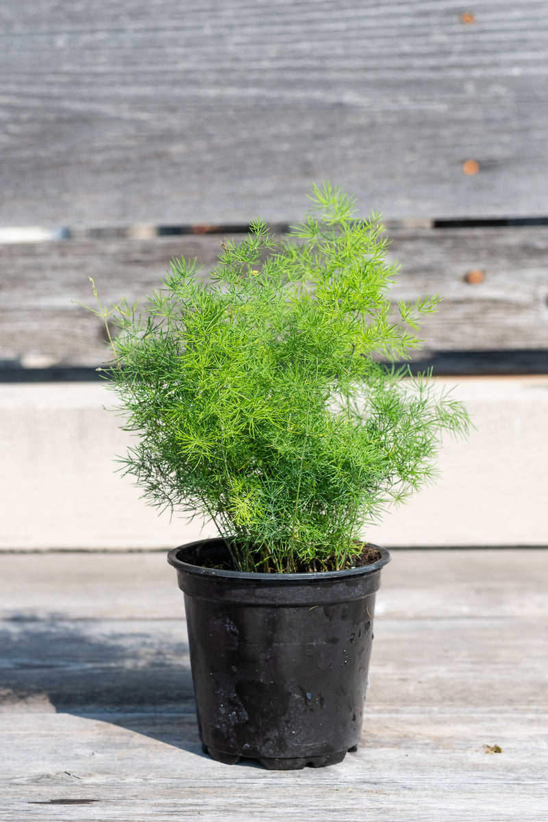 Asparagus retrofractus in grow pot in front of grey wood background
