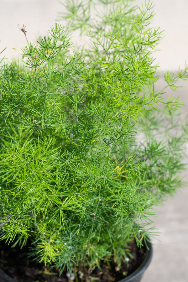 Close up of Asparagus retrofractus fern fronds