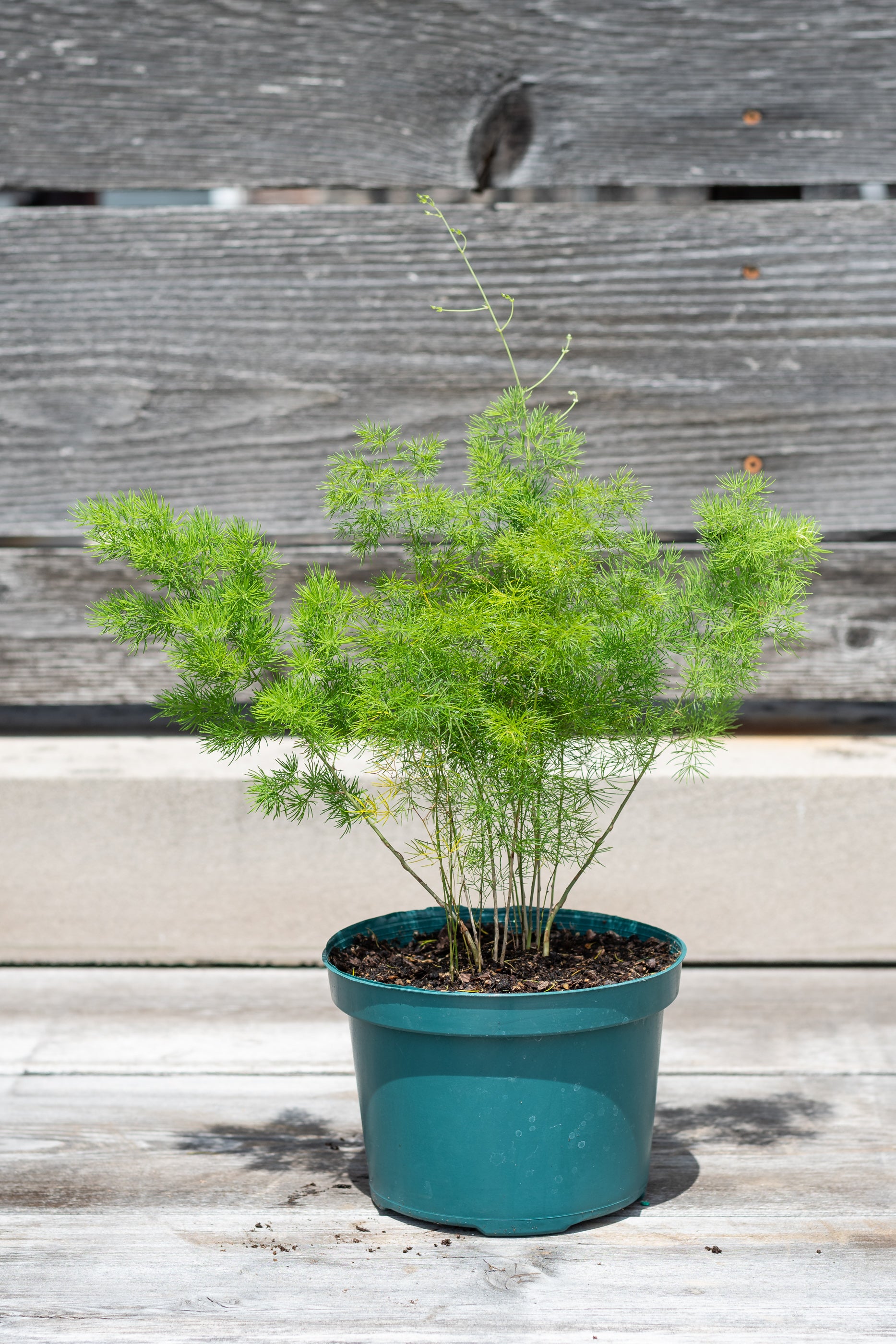 Asparagus retrofractus potted in front of grey wood wall