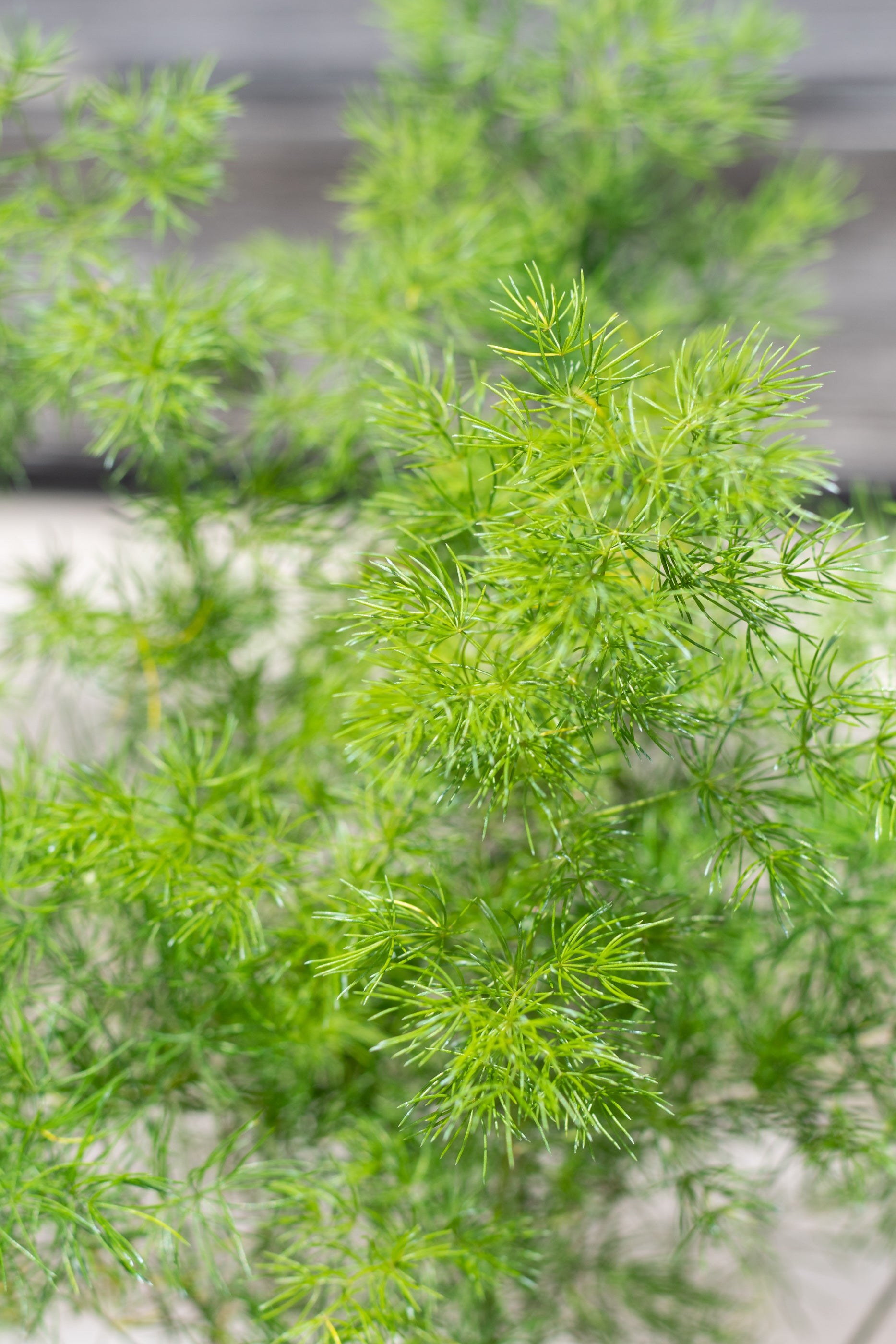 Close up of Asparagus retrofractus fern foliage