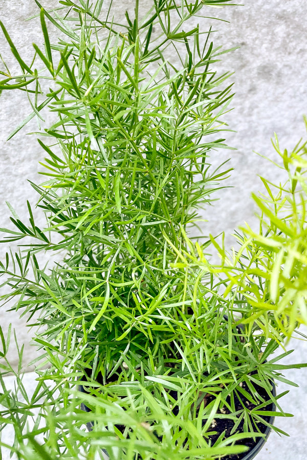 Close up of Asparagus sprengerii