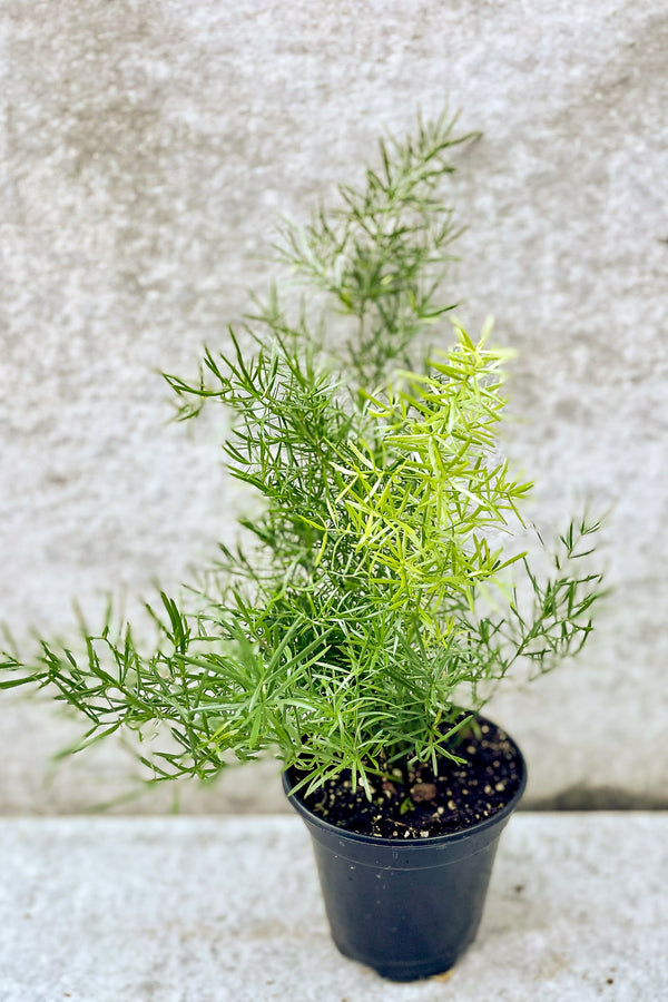 Asparagus sprengerii in front of grey background