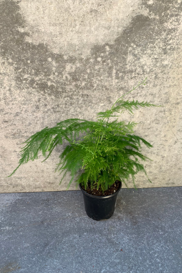 Asparagus setaceus "Plumosa Fern" in a 4 inch pot against a grey wall.  