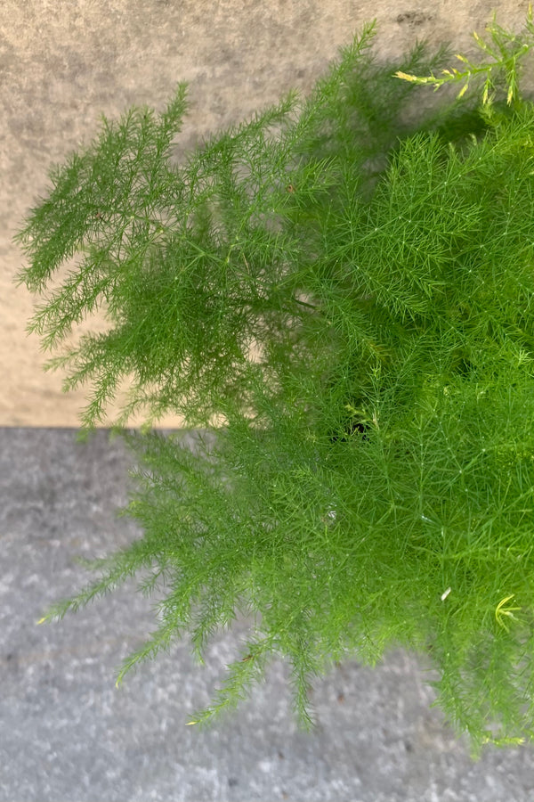 Asparagus setaceus "Plumosa Fern" detailed picture of its lacy delicate fronts.