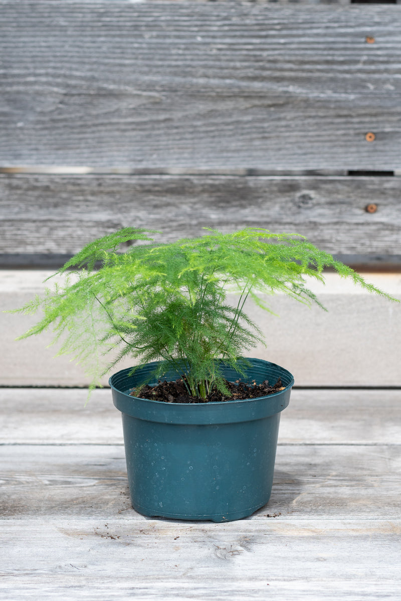 Asparagus setaceus "Asparagus Fern" in grow pot in front of grey wood wall