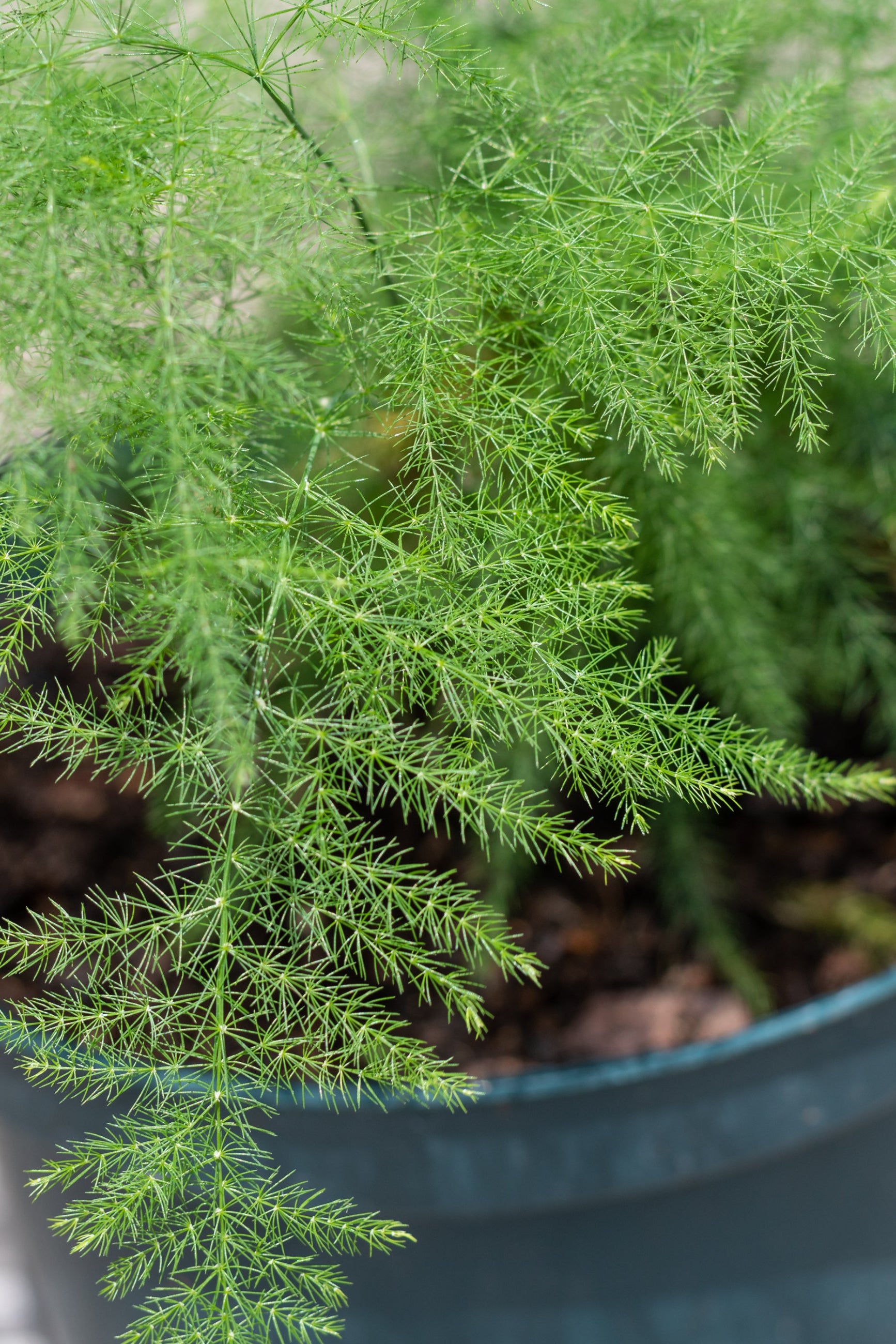 Close up of Asparagus setaceus "Asparagus Fern" foliage ©Sprout Home