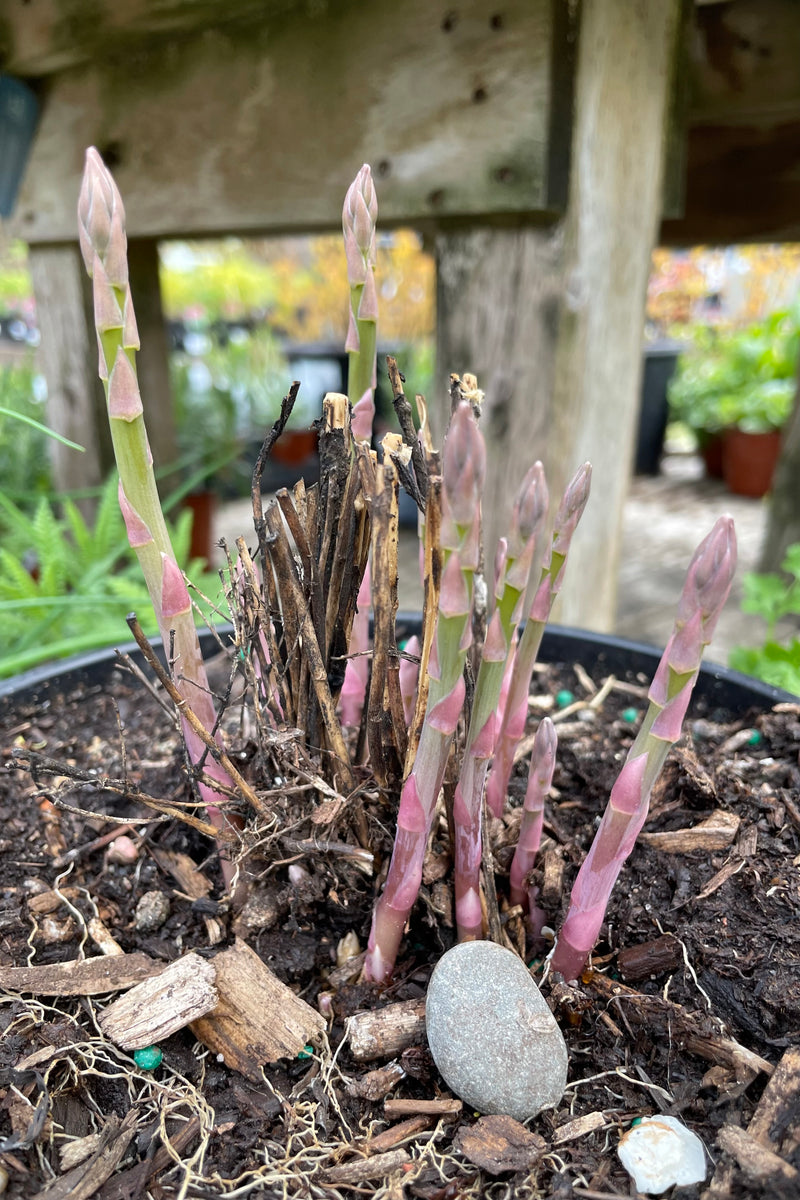 Asparagus 'Jersey Knight' just started to show the stalks mid April at Sprout Home.