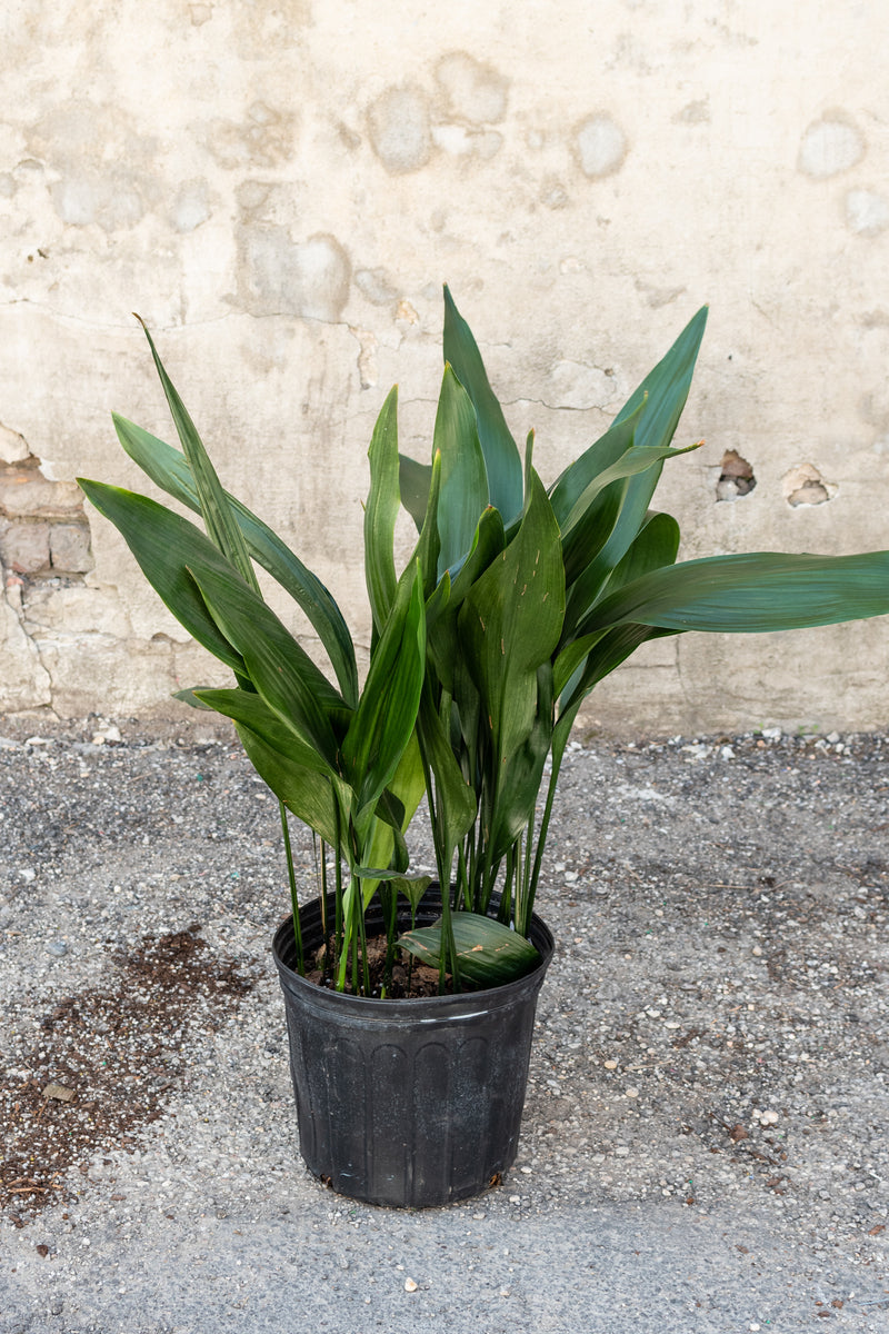 Aspidistra plant in a 10 inch pot against a grey wall. 