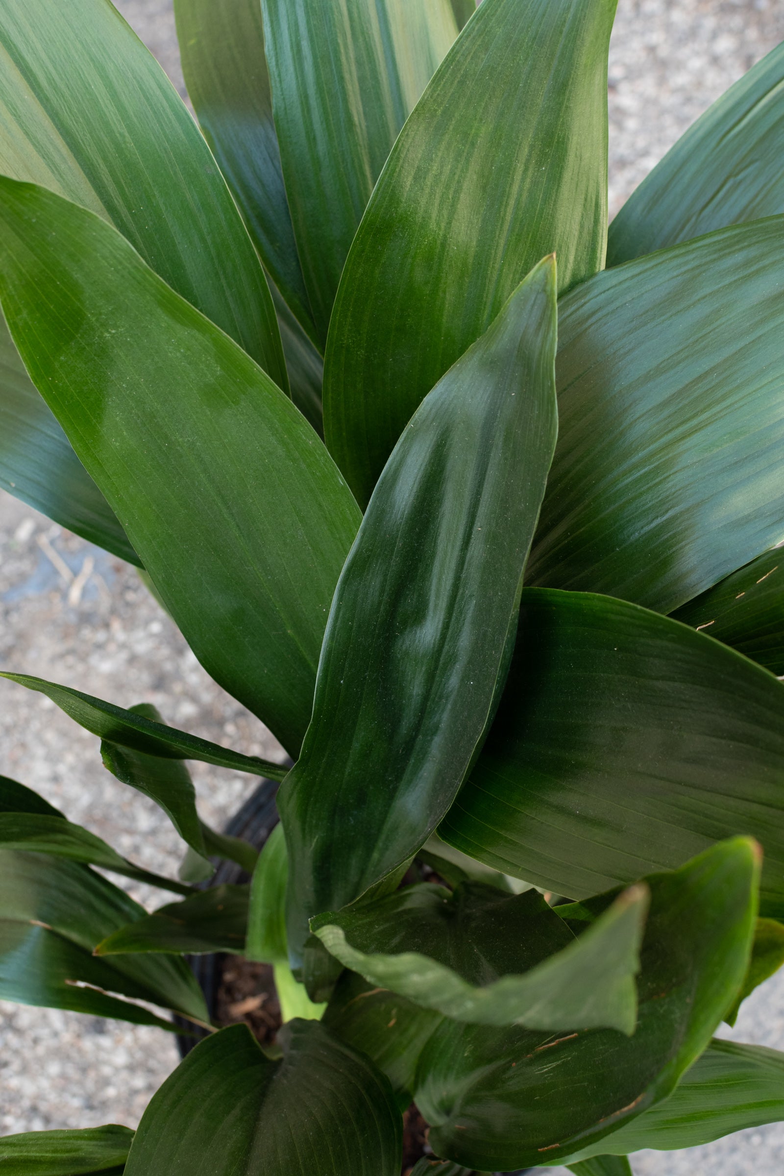 Close up of Aspidistra leaves