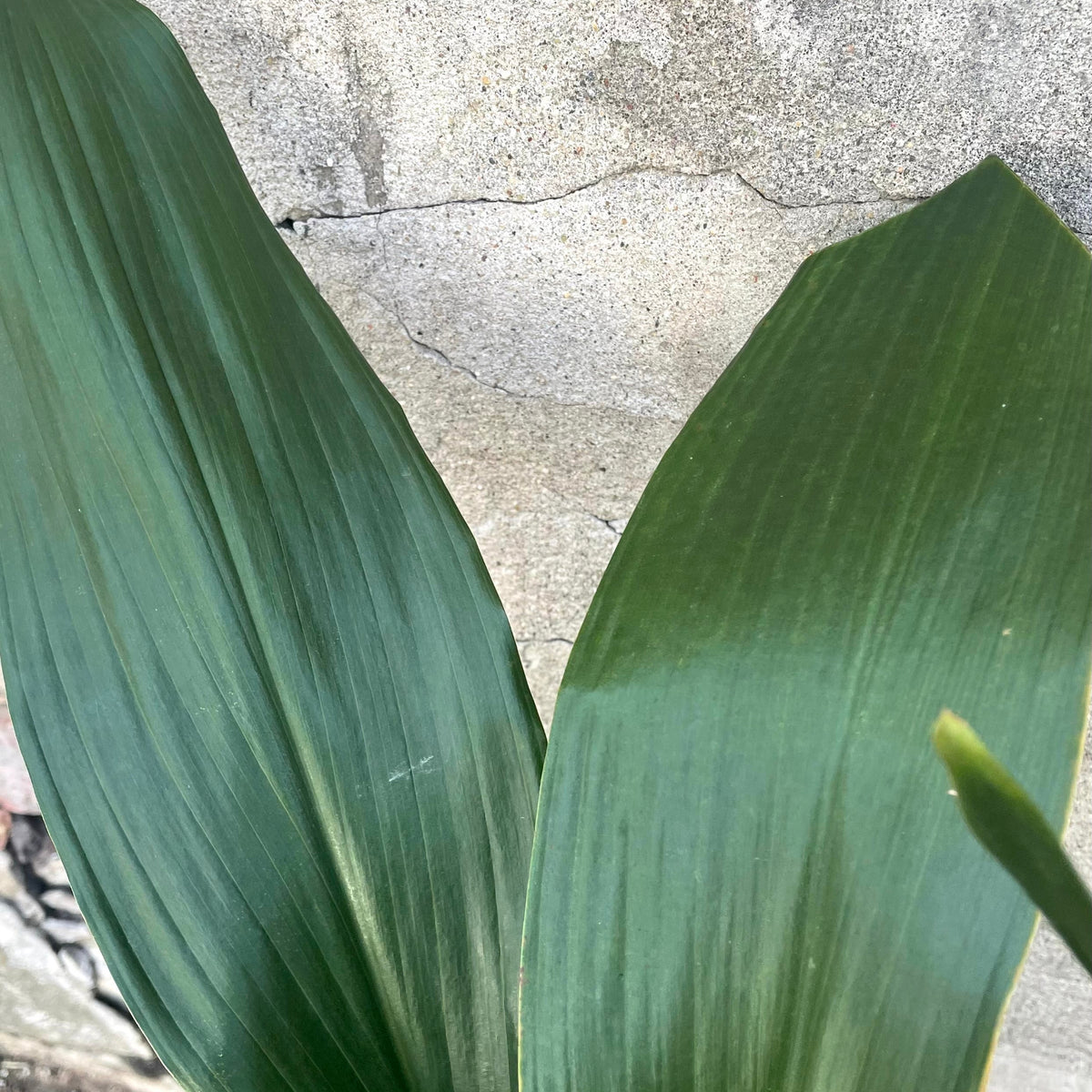 Aspidistra 8
