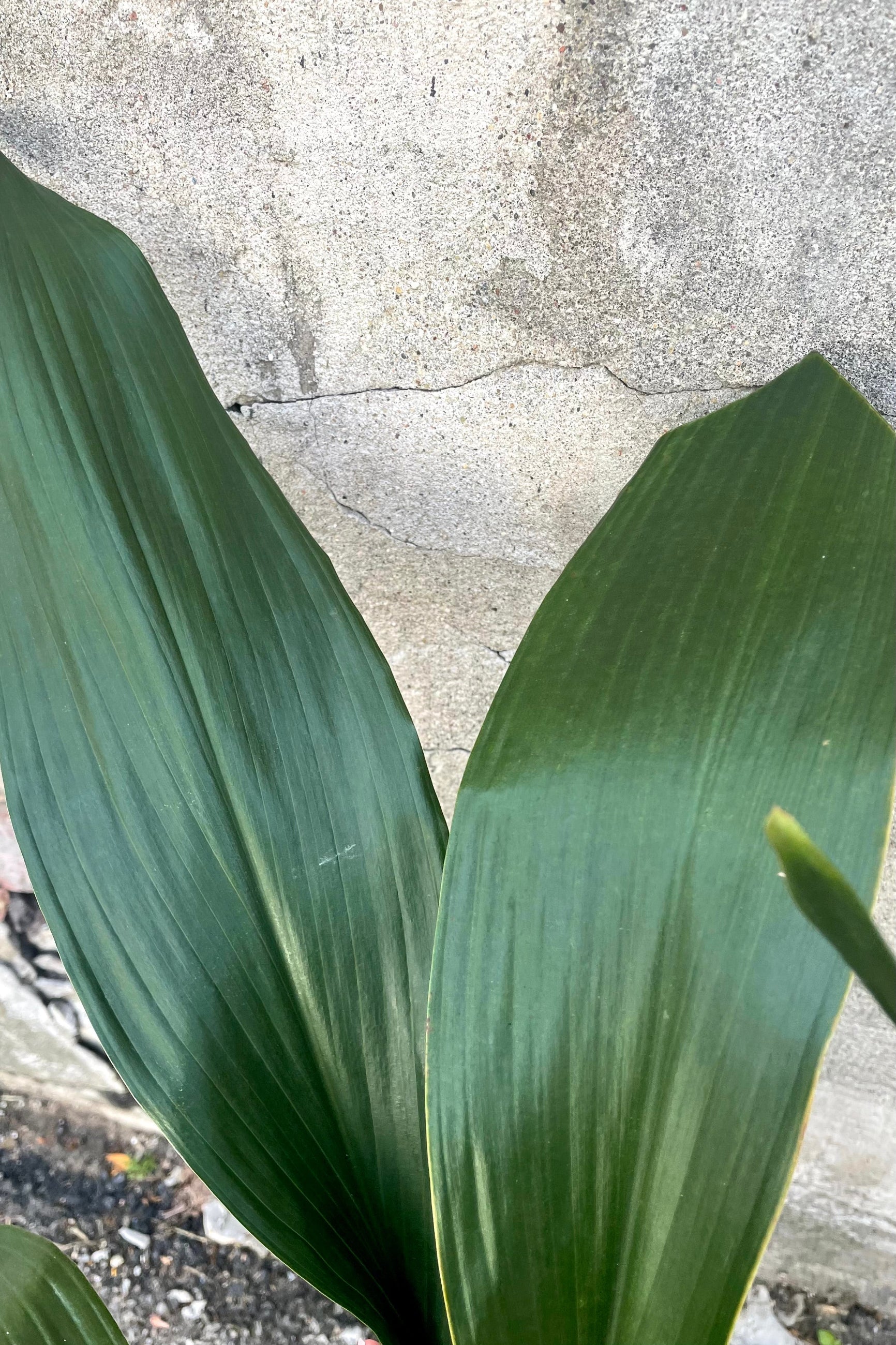 A detailed view of the leaves of the Aspidistra 8" against a concrete backdrop ©Sprout Home