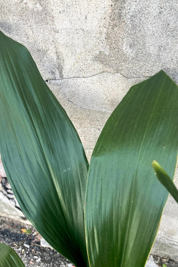 A detailed view of the leaves of the Aspidistra 8" against a concrete backdrop