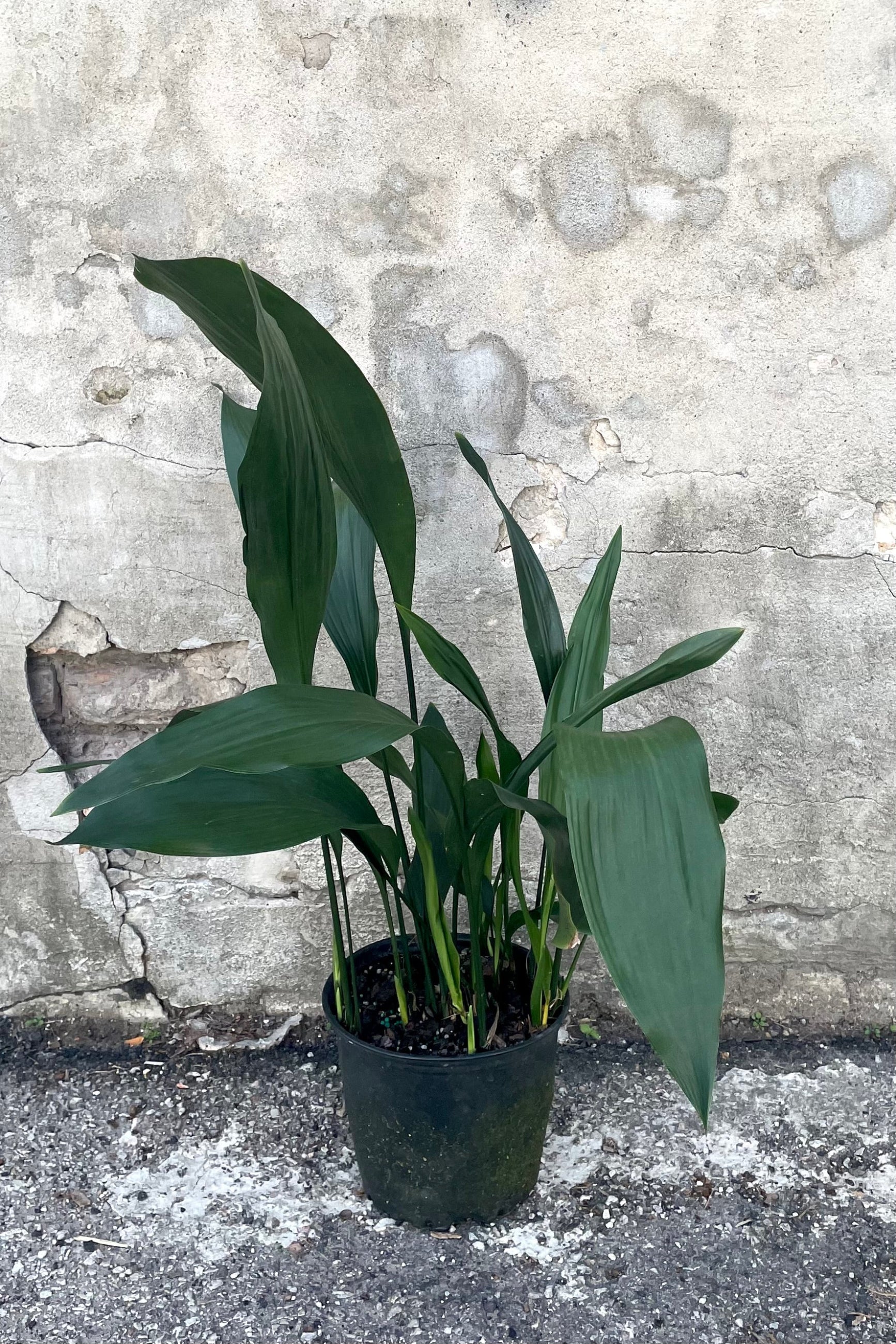 A full view of the Aspidistra 8" in a grow pot against a concrete backdrop ©Sprout Home