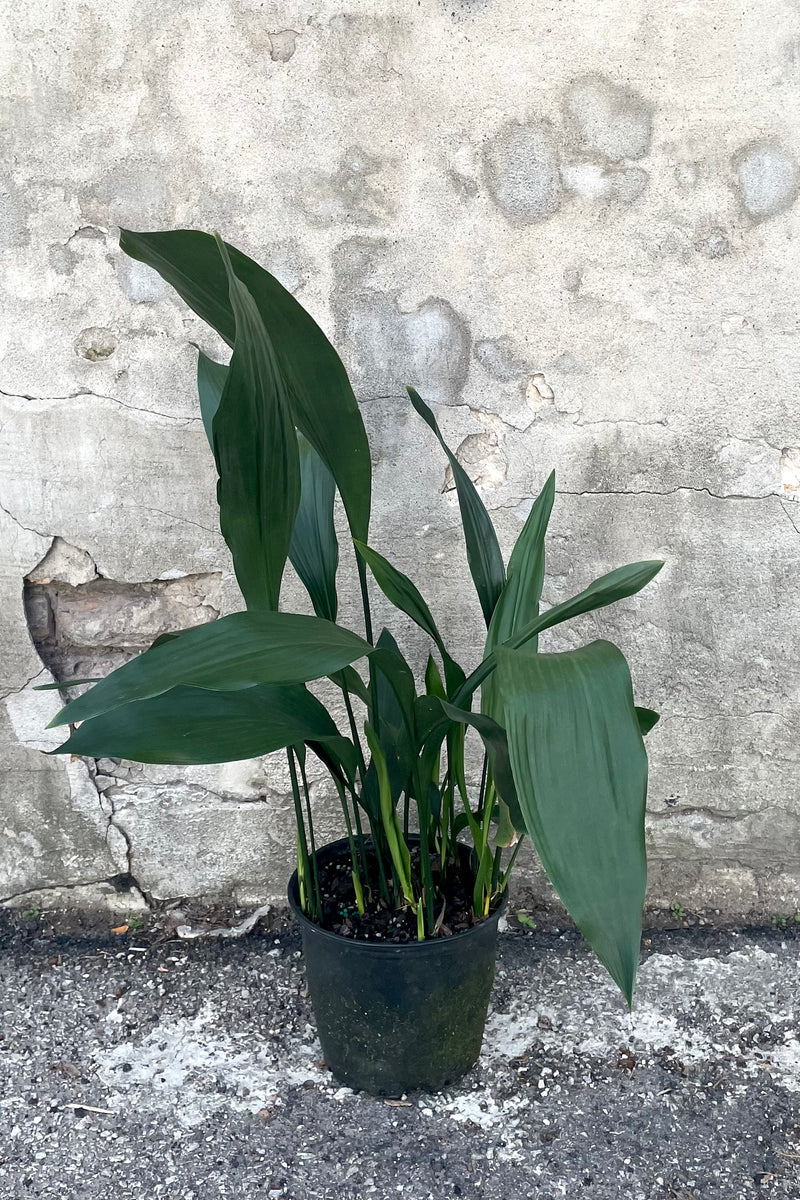 A full view of the Aspidistra 8" in a grow pot against a concrete backdrop