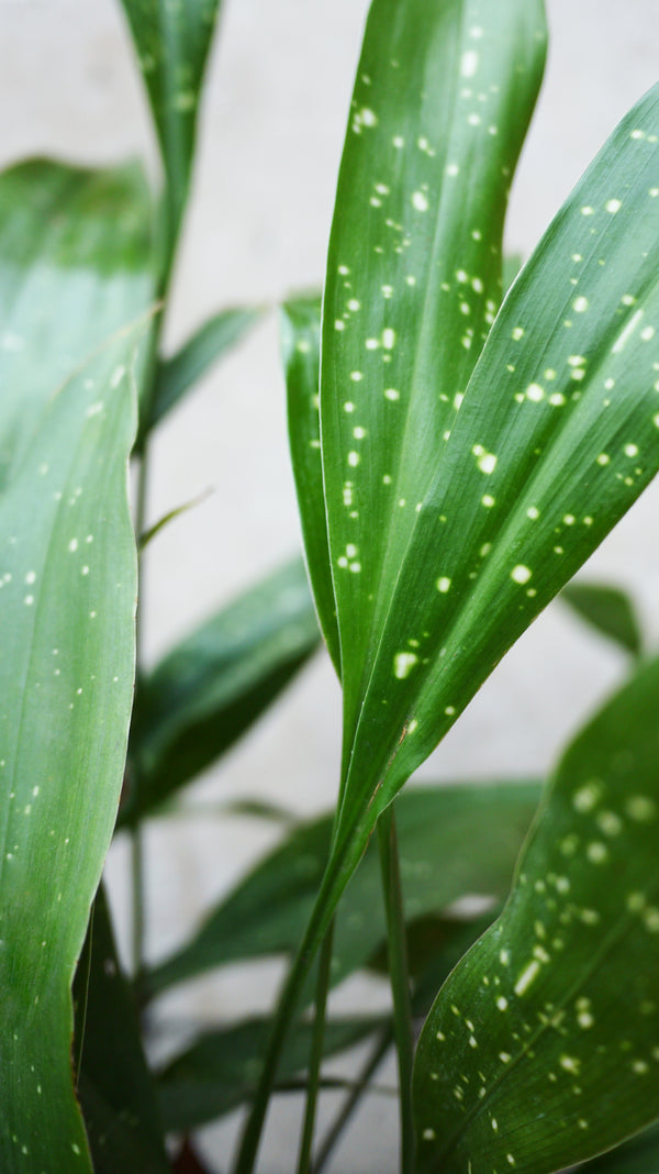 An up close picture of a Aspidistra 'Milky Way' plant and its spotted leaves.