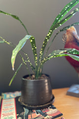 Aspidistra Singapore Sling plant showing off its white spotted leaves in a black pot.