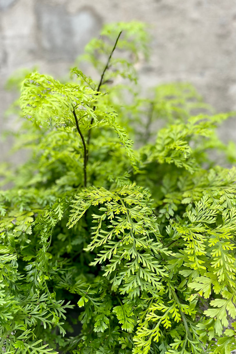 detail of Asplenium bulbiferum "Mother Fern" 10" bright green fern leaves against a grey wall