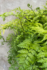 Asplenium bulbiferum "Mother Fern" 6" detail of lush green leaves against a grey wall
