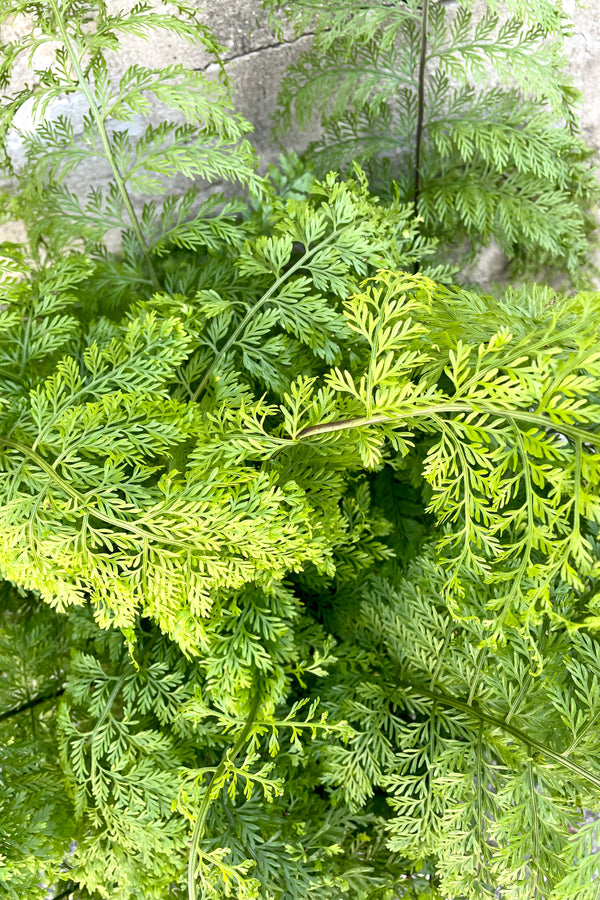 A detailed view of the Asplenium bulbiferum "Mother Fern" - 8" against a concrete backdrop