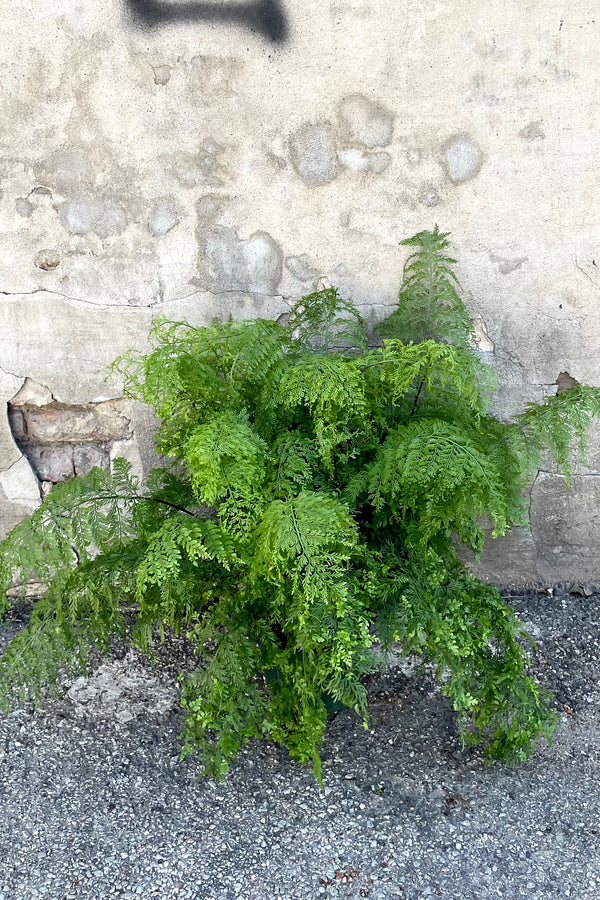 A full view of the Asplenium bulbiferum "Mother Fern" - 8" against a concrete backdrop