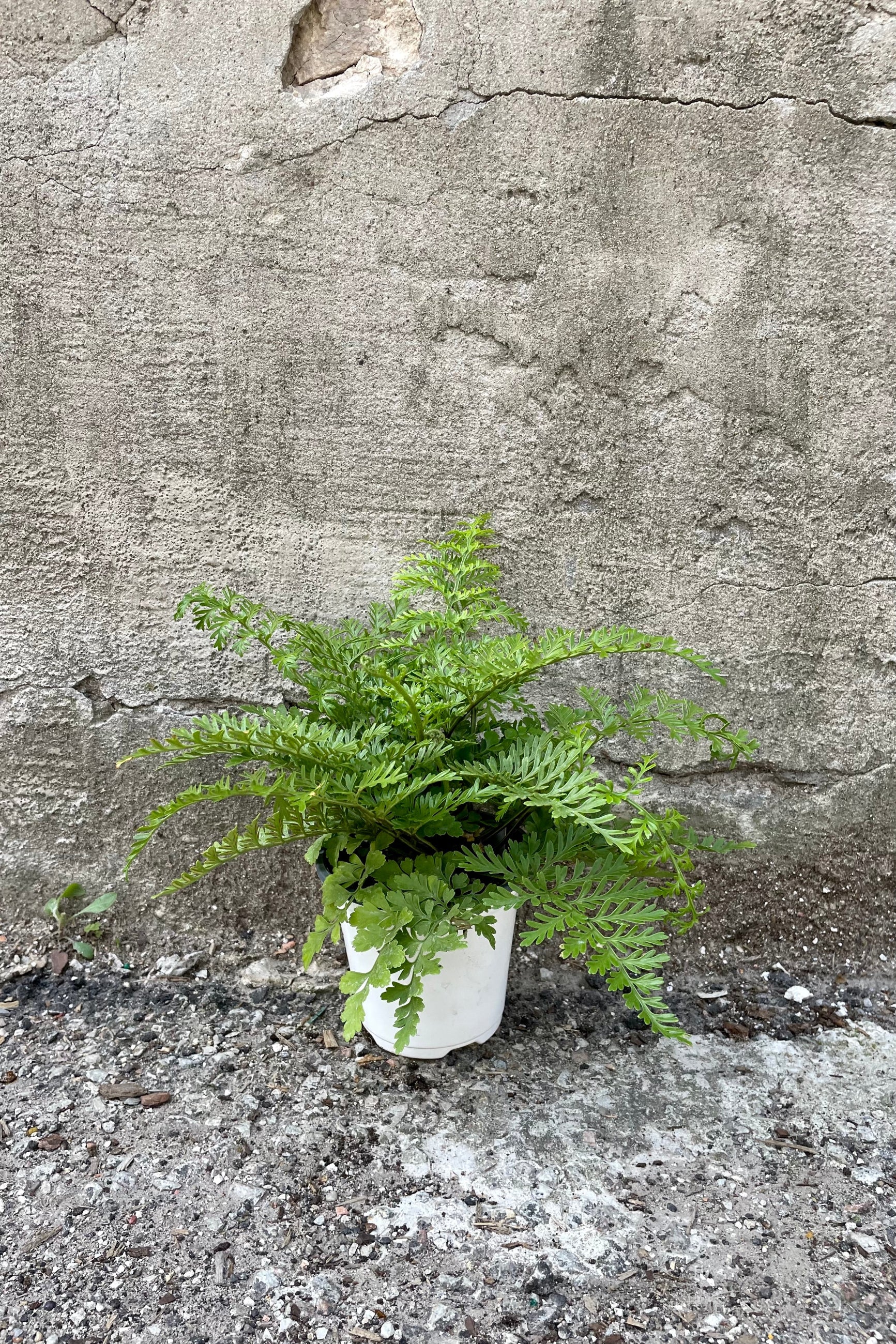 Asplenium (dimorphum x difforme) 'Austral Gem' 4" with a white growers pot against a grey wall ©Sprout Home