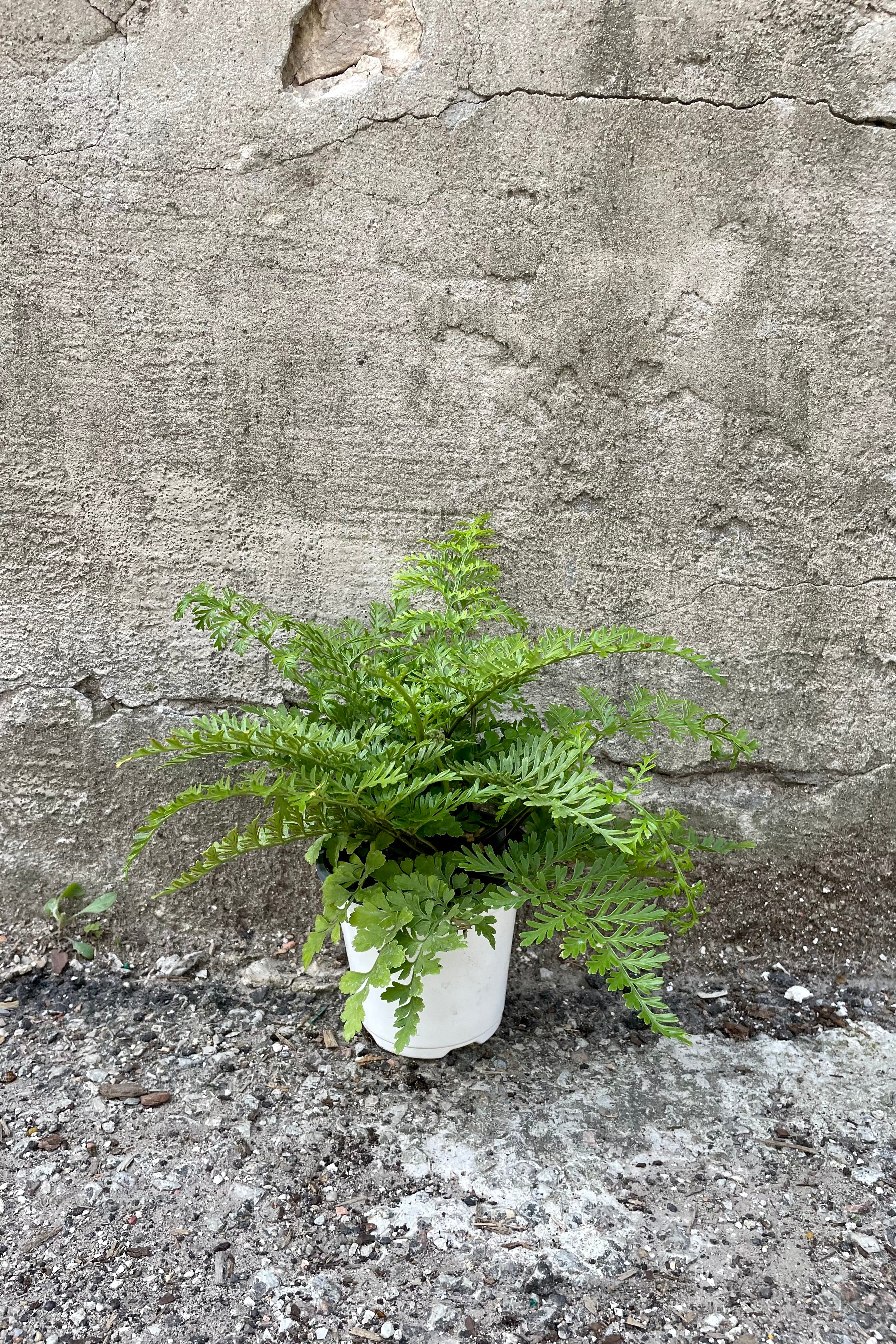 Asplenium (dimorphum x difforme) 'Austral Gem' 4" with a white growers pot against a grey wall